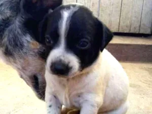 Cachorro raça Mistura vira com Blue heeler idade Abaixo de 2 meses nome Sem nome