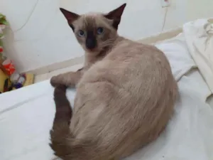 Gato raça  idade 2 a 6 meses nome Lulu