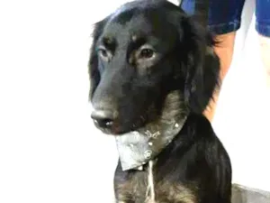 Cachorro raça  idade 1 ano nome Frederico 
