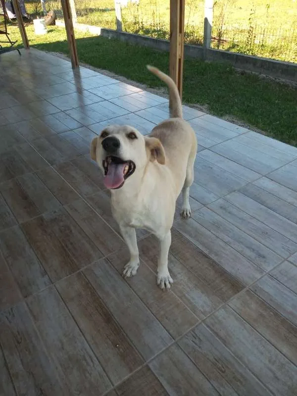 Cachorro ra a SRD idade 3 anos nome Duque