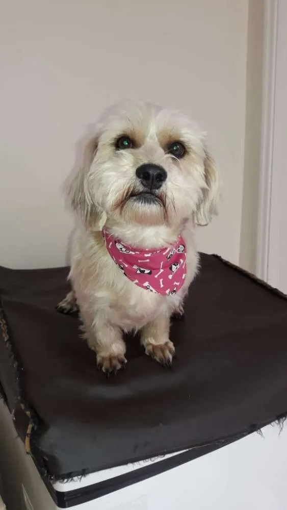 Cachorro ra a Sem raça definida idade 2 anos nome Théo