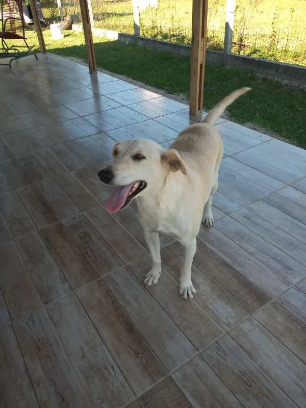 Cachorro ra a SRD idade 3 anos nome Duque