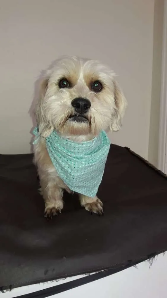 Cachorro ra a Sem raça definida idade 2 anos nome Théo