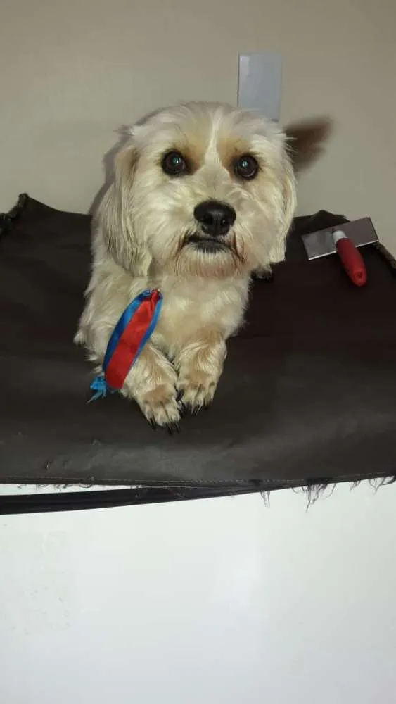 Cachorro ra a Sem raça definida idade 2 anos nome Théo