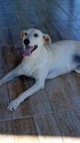 Duque