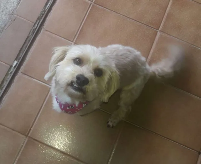 Cachorro ra a Sem raça definida idade 2 anos nome Théo
