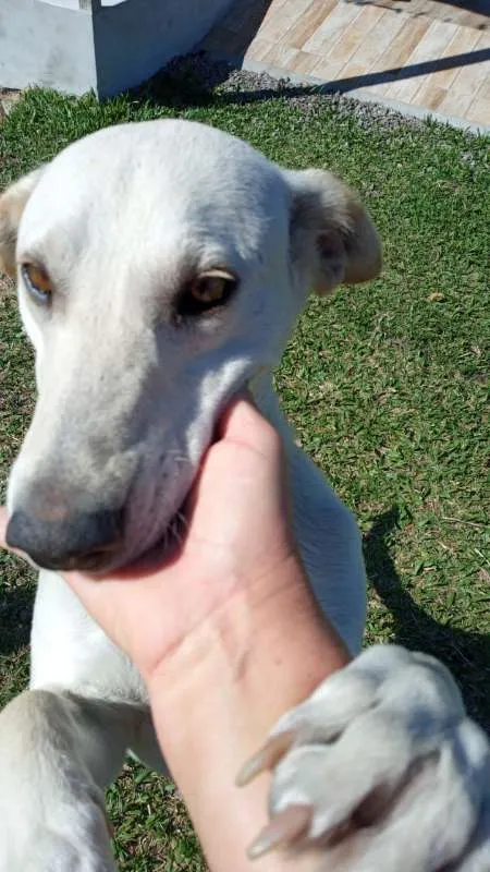 Cachorro ra a SRD idade 3 anos nome Duque