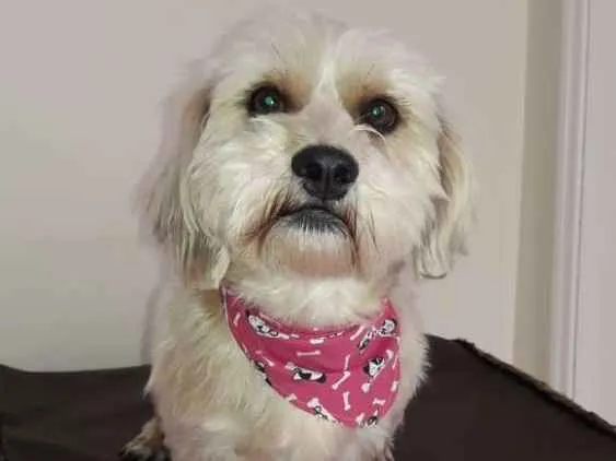 Cachorro ra a Sem raça definida idade 2 anos nome Théo
