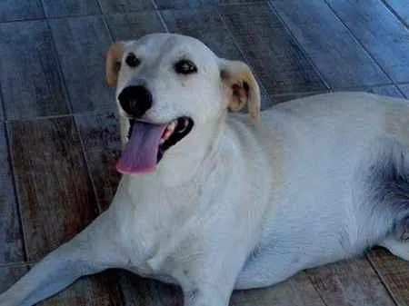 Cachorro ra a SRD idade 3 anos nome Duque