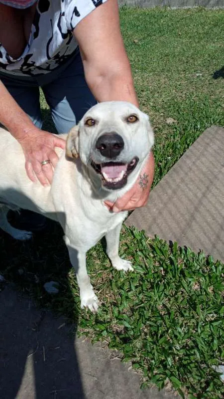 Cachorro ra a SRD idade 3 anos nome Duque