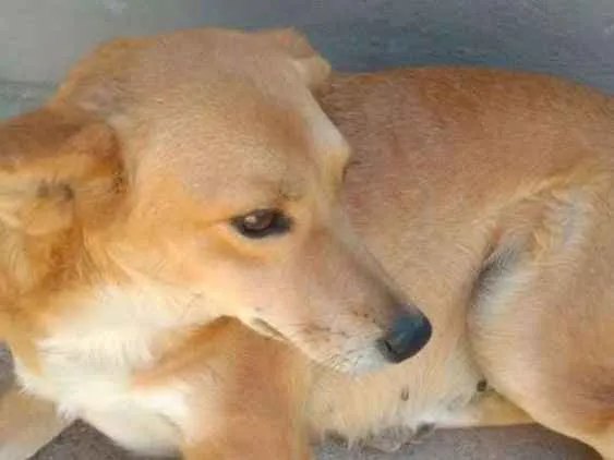 Cachorro ra a SRD idade 3 anos nome Mel 
