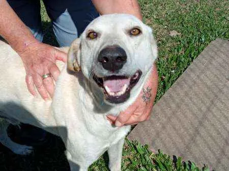 Cachorro ra a SRD idade 3 anos nome Duque
