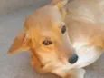 Mel 