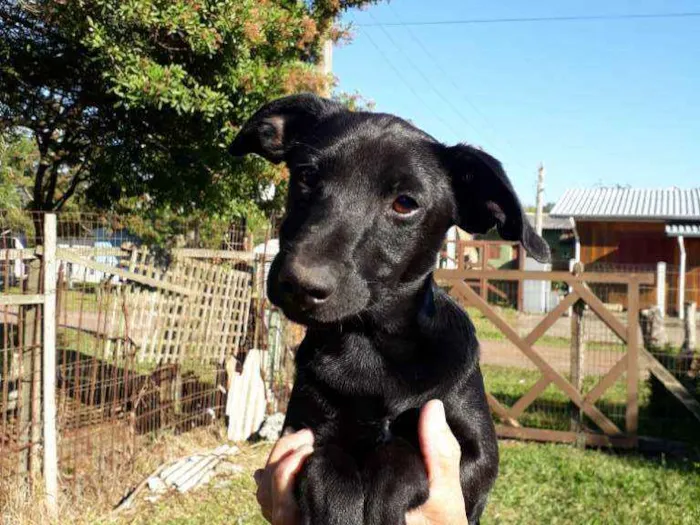 Cachorro ra a SRD idade 2 a 6 meses nome Rocky