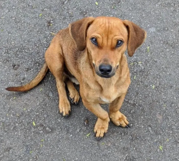 Cachorro ra a Mestiço  idade 1 ano nome Mike 
