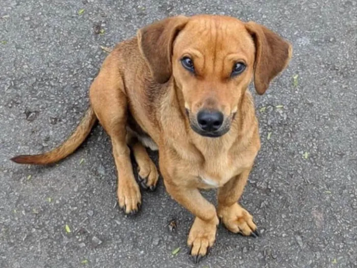 Cachorro ra a Mestiço  idade 1 ano nome Mike 