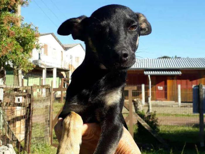 Cachorro ra a SRD idade 2 a 6 meses nome Simba