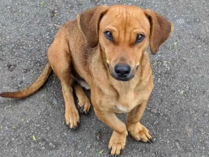 Cachorro ra a Mestiço  idade 1 ano nome Mike 