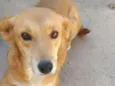 Mel 