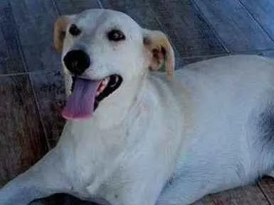 Cachorro ra a SRD idade 3 anos nome Duque