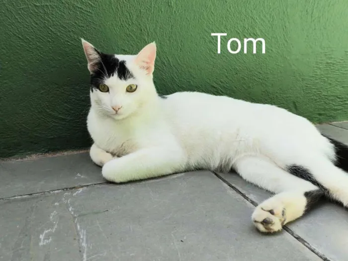 Gato ra a  idade 7 a 11 meses nome Tom 