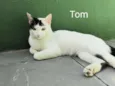 Tom