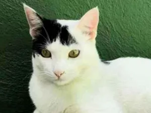 Gato raça  idade 7 a 11 meses nome Tom 