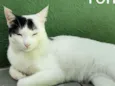 Tom