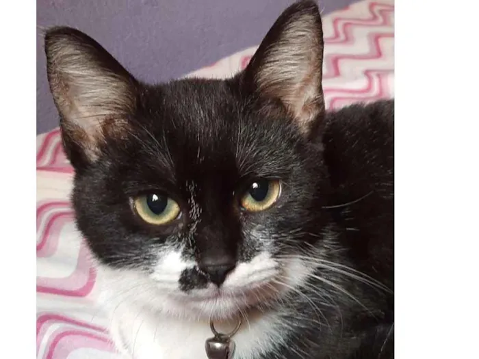 Gato ra a  idade 7 a 11 meses nome Harley