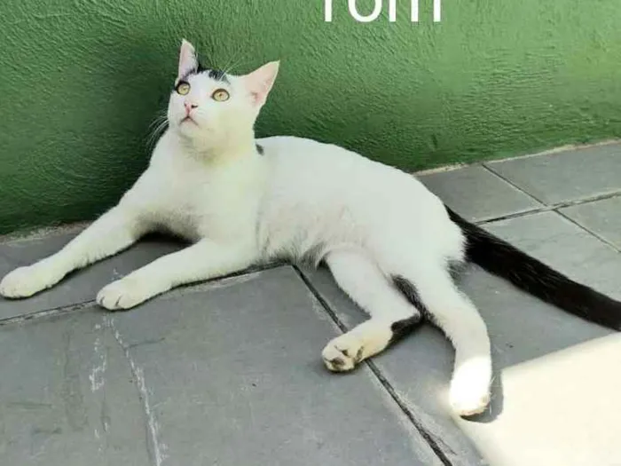Gato ra a  idade 7 a 11 meses nome Tom 