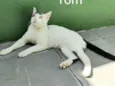 Tom