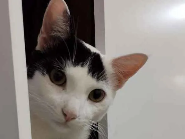 Gato ra a  idade 7 a 11 meses nome Tom 