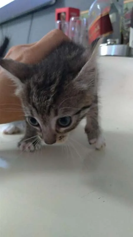 Gato ra a SEM idade Abaixo de 2 meses nome nao tem