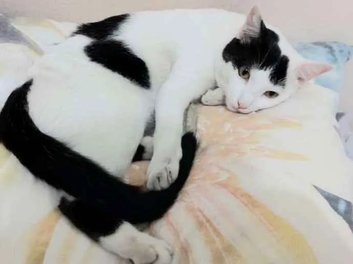 Gato ra a  idade 7 a 11 meses nome Tom 