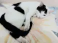 Tom