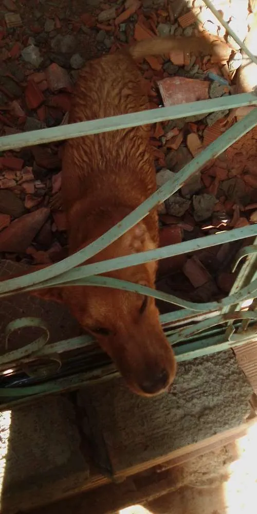 Cachorro raça Vira lata idade 7 a 11 meses nome Nick