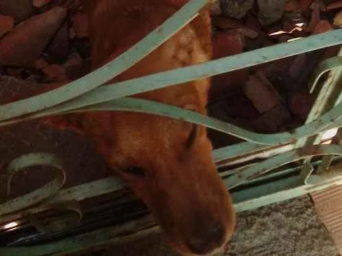 Cachorro raça Vira lata idade 7 a 11 meses nome Nick