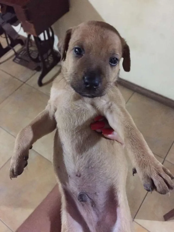 Cachorro raça Vira lata idade 7 a 11 meses nome Nick