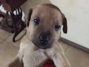 Cachorro raça Vira lata idade 7 a 11 meses nome Nick