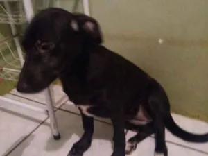 Cachorro raça Sem raça definida idade 1 ano nome Graze