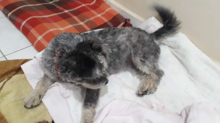 Cachorro ra a mestiça Poodle com Podengo  idade 1 ano nome KIARA 