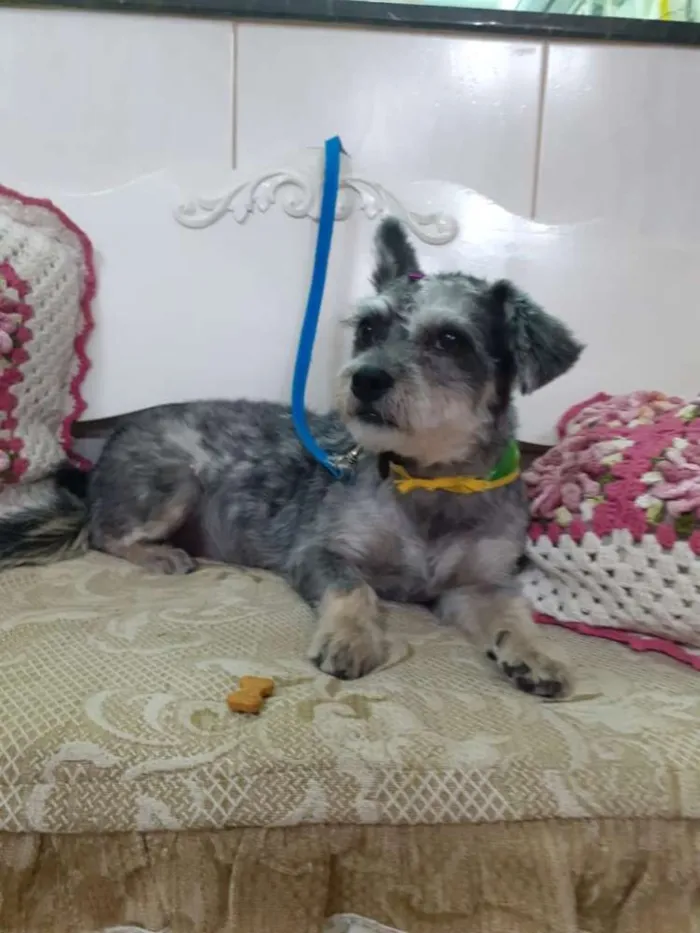 Cachorro ra a mestiça Poodle com Podengo  idade 1 ano nome KIARA 