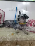 KIARA