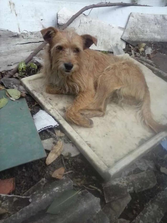 Cachorro ra a SRD idade 3 anos nome Tobias