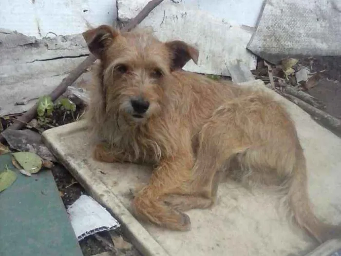 Cachorro ra a SRD idade 3 anos nome Tobias