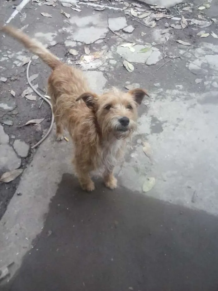 Cachorro ra a SRD idade 3 anos nome Tobias