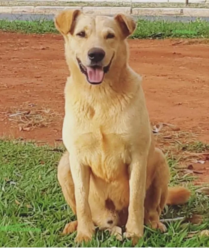 Cachorro ra a Mestiço  idade 3 anos nome Beethoven 