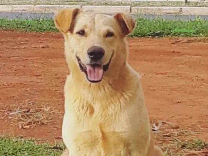 Cachorro ra a Mestiço  idade 3 anos nome Beethoven 