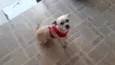 BELINHA