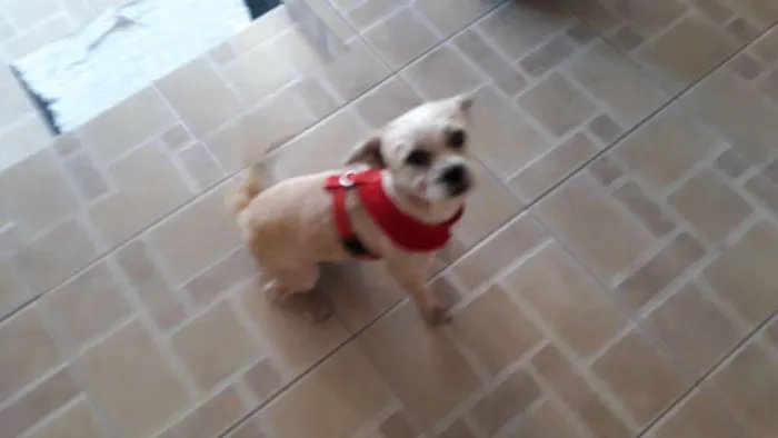 Cachorro ra a mestiça podengo com poodle idade 1 ano nome BELINHA